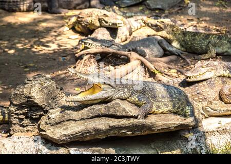 Crocodiles au Safari World Zoo de Bangkok en été Banque D'Images