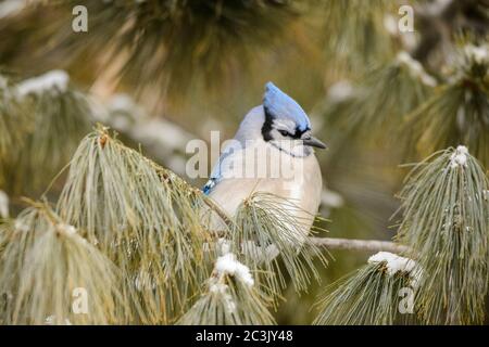 Blue jay (Cyanocitta cristata), parc provincial Algonquin, Ontario, Canada Banque D'Images