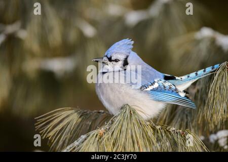 Blue jay (Cyanocitta cristata), parc provincial Algonquin, Ontario, Canada Banque D'Images