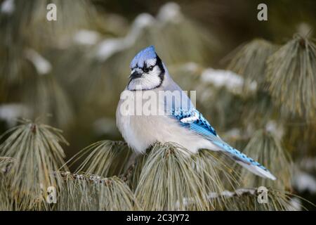 Blue jay (Cyanocitta cristata), parc provincial Algonquin, Ontario, Canada Banque D'Images