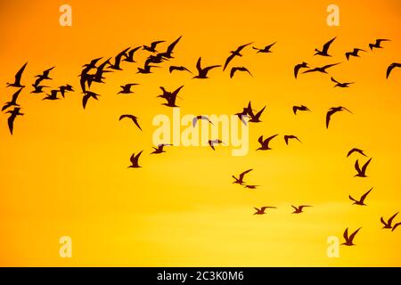 Black Skimmer (Rynchops niger), parc national de Goose Island, Texas, États-Unis Banque D'Images