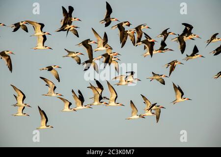 Black Skimmer (Rynchops niger), parc national de Goose Island, Texas, États-Unis Banque D'Images