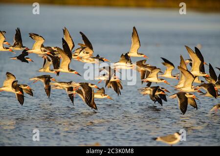 Black Skimmer (Rynchops niger), parc national de Goose Island, Texas, États-Unis Banque D'Images