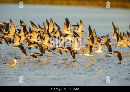 Black Skimmer (Rynchops niger), parc national de Goose Island, Texas, États-Unis Banque D'Images