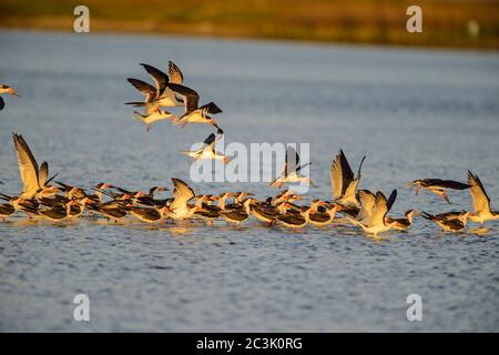 Black Skimmer (Rynchops niger), parc national de Goose Island, Texas, États-Unis Banque D'Images