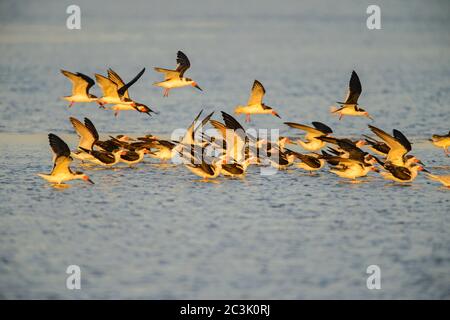 Black Skimmer (Rynchops niger), parc national de Goose Island, Texas, États-Unis Banque D'Images