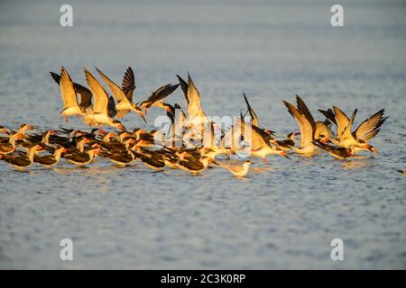 Black Skimmer (Rynchops niger), parc national de Goose Island, Texas, États-Unis Banque D'Images