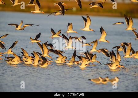 Black Skimmer (Rynchops niger), parc national de Goose Island, Texas, États-Unis Banque D'Images