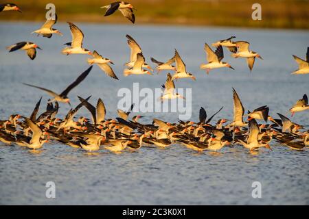 Black Skimmer (Rynchops niger), parc national de Goose Island, Texas, États-Unis Banque D'Images