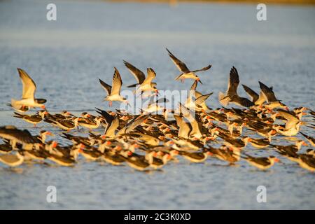 Black Skimmer (Rynchops niger), parc national de Goose Island, Texas, États-Unis Banque D'Images