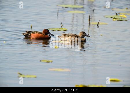 Sarcelle de la cannelle (Aas cyanoptera), refuge national de la faune d'Anahuac, Texas, États-Unis Banque D'Images