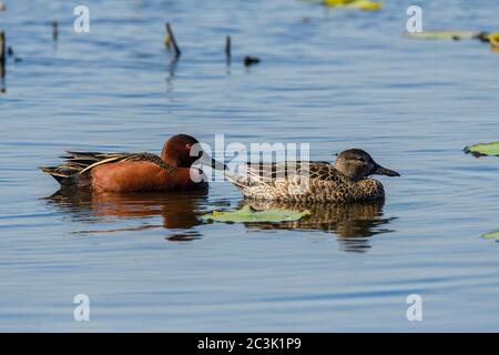 Sarcelle de la cannelle (Aas cyanoptera), refuge national de la faune d'Anahuac, Texas, États-Unis Banque D'Images