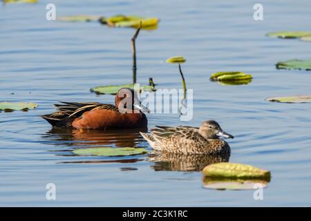 Sarcelle de la cannelle (Aas cyanoptera), refuge national de la faune d'Anahuac, Texas, États-Unis Banque D'Images