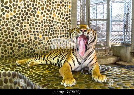 Tigre dans le zoo de Pattaya, en Thaïlande en une journée d'été Banque D'Images