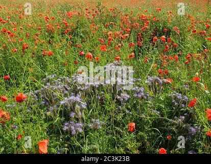 Fleurs violettes et rouges sur un pré biologique Banque D'Images