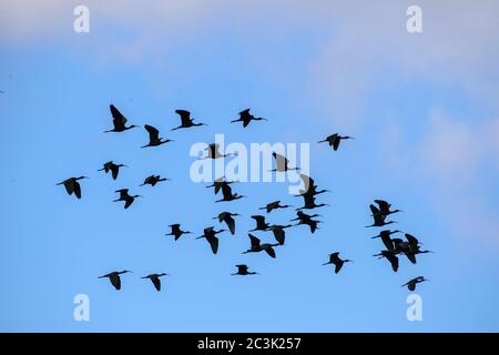 Troupeau d'ibis brillant (Plegadis falcinellus) en vol au-dessus du marais, réserve naturelle Rockefeller, paroisse de Cameron, Louisiane, États-Unis Banque D'Images