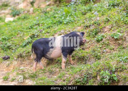 Cochon noir à Sapa, au Laos, au Vietnam, en été Banque D'Images