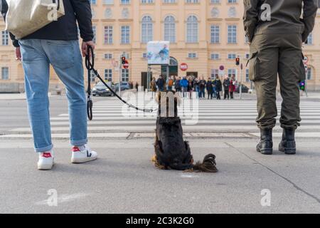 Photo d'un chien entre les personnes attendant le feu vert pour traverser la rue à Vienne, Autriche Banque D'Images