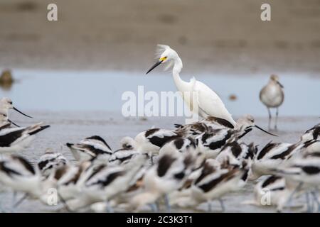 L'aigrette neigeuse (Egretta thula) se fourraille en shlows avec un avocat américain (Recurvirostra americana), Rollover Pass, péninsule bolivarienne, Texas, États-Unis Banque D'Images