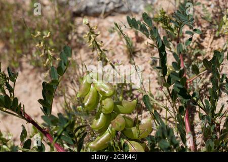 Fruits de Douglas Milkvetch, Astragalus douglasii, Fabaceae, vivace indigène dans la réserve de montagnes de Pioneertown, désert de Mojave du Sud, Springtime. Banque D'Images