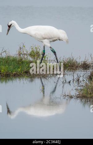 Grue blanche (Grus Americana), refuge national de la faune d'Aransas, Texas, États-Unis Banque D'Images