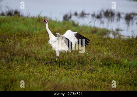 Grue blanche (Grus Americana) montrant un comportement territorial, refuge national de la faune d'Aransas, Texas, États-Unis Banque D'Images