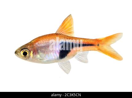 Rasbora heteromorpha rasbora arlequin de poissons d'aquarium d'eau douce Banque D'Images