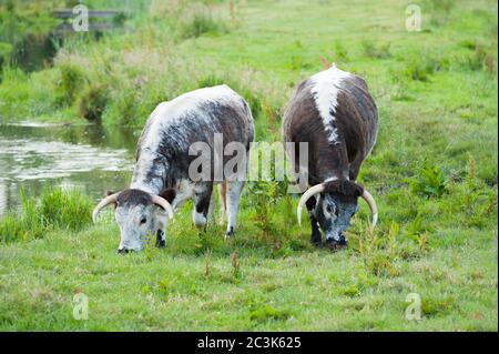 Bétail Longhorn anglais paître dans un champ dans le Hampshire, Angleterre, Royaume-Uni Banque D'Images