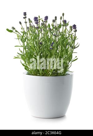 lavande dans un pot de fleur blanc isolé sur fond blanc Banque D'Images