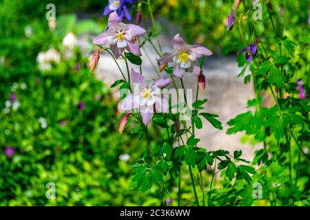 Columbinas in Bloom dans le jardin botanique de Steamboat Springs. Photo de haute qualité Banque D'Images