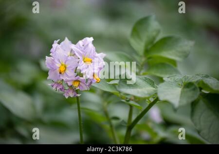 Fleurs de pomme de terre sur soanum tuberosum - variété Charlotte Banque D'Images