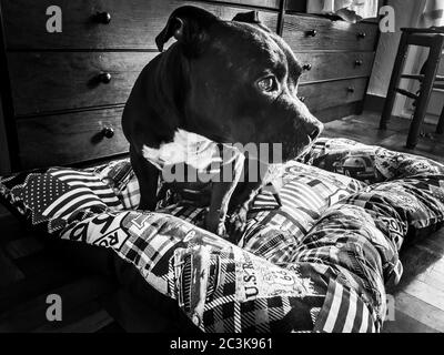 Gros Plan De Bebe Fosse Taureau Se Detendant En Mettant Sa Tete Sur Un Canape Photo Stock Alamy