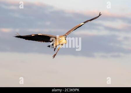 Un héron gris volant vers l'observateur éclairé par le soleil couchant Banque D'Images