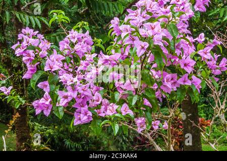 Floraison du Buisson Bougainvillea, Bougainvillea spectabilis, dans les jardins tropicaux de l'Arenal Observatory Lodge près de Fortuna, Costa Rica. Banque D'Images