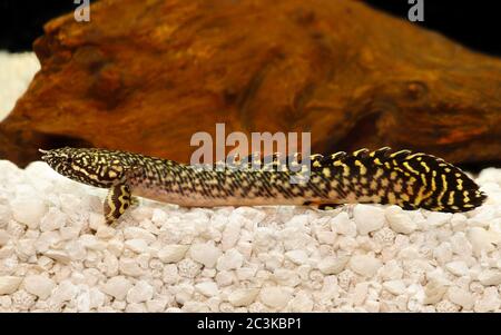 Poisson d'aquarium Delhezi Bichir Eel poisson-chat polypterus ornatipinnis Banque D'Images