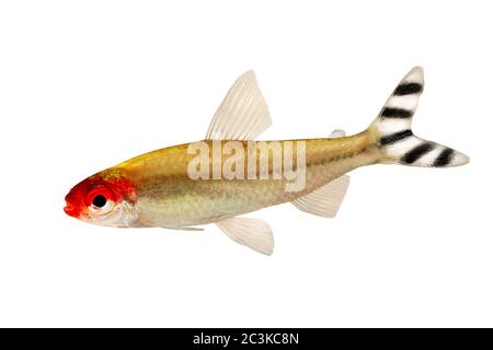 Poisson d'aquarium le nez de Roumanie Tetra Hemigrammus rhodostomus bleheri eau douce Banque D'Images