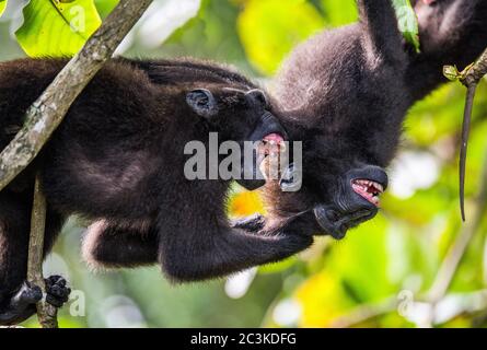 Lutte de singes. Les Celebes macaques à crête, le macaque noir à crête, le macaque à crête Sulawesi. Nature sauvage, habitat naturel Banque D'Images