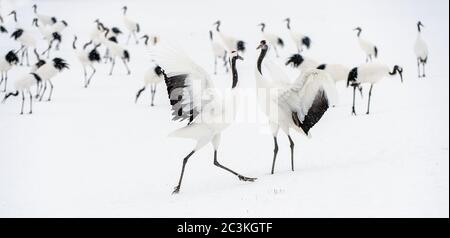 La danse des grues. Le rituel de la danse de mariage de grues. La grue à couronne rouge. Nom scientifique : Grus japonensis, également appelé la grue japonaise ou Manchu Banque D'Images
