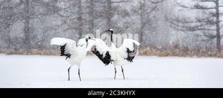 La danse des grues. Le rituel de la danse de mariage de grues. La grue à couronne rouge. Nom scientifique : Grus japonensis, également appelé la grue japonaise ou Manchu Banque D'Images