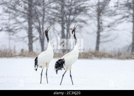 La danse des grues. Le rituel de la danse de mariage de grues. La grue à couronne rouge. Nom scientifique : Grus japonensis, également appelé la grue japonaise ou Manchu Banque D'Images
