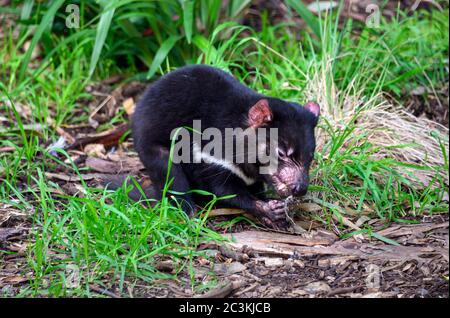 Tasmanian Devil snacking sur son repas Banque D'Images