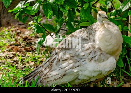 Un peahen indien est photographié au parc archéologique de la Fontaine de jeunesse de Ponce de Leon, le 6 septembre 2019, à St. Augustine, en Floride. Banque D'Images