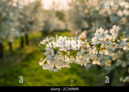 Fleurs d'un cerisier (prunus avium) dans un verger Banque D'Images