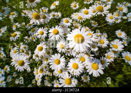 Fleurs fleuries de Marguerite de boeuf-oeil, Marguerite de boeuf, fleurs de Marguerite de chien (Leucanthemum vulgare) Banque D'Images