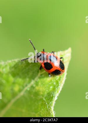 Scarlet endomychus fausse coccineus sur une feuille Banque D'Images