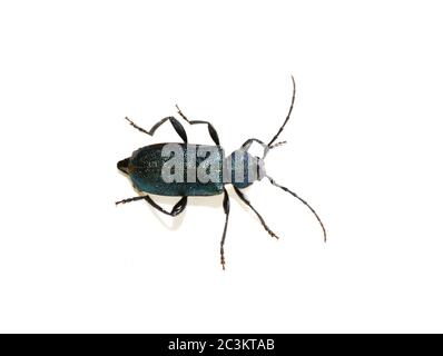 Le coléoptère bleu et violet de longhorn, Callidium violaceum, est isolé sur fond blanc Banque D'Images