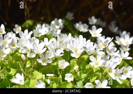 Le trel de bois commun Oxalis acétosella floraison au printemps Banque D'Images