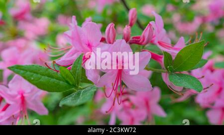 Fleurs magnifiques rhododendrons roses dans le jardin. Macro Banque D'Images
