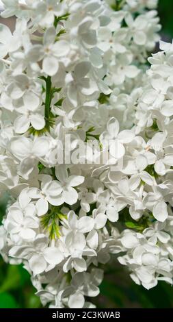 Fleurs de lilas blanc dans le jardin. Macro Banque D'Images