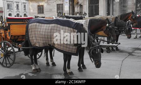 Chevaux et calèche transportant des touristes visitant Vienne. Vienne Wien est la capitale et la plus grande ville d'Autriche, et l'un des 9 États d'Autriche Banque D'Images